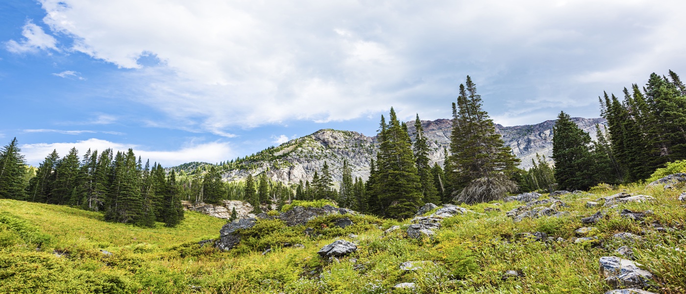 Guardian & Conservator Services - Home